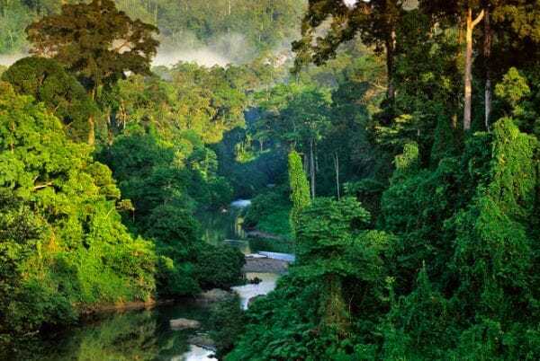 малайзия леса