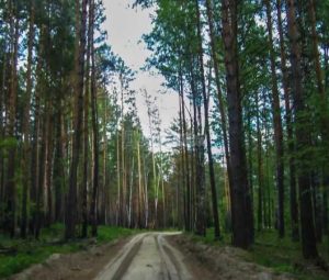 Вынужденное путешествие по дорогам Томского района