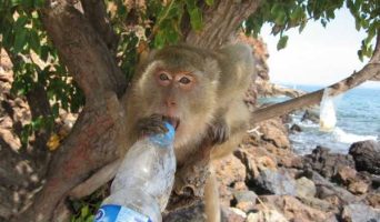 Как проводить время в Паттайе. Остров Ко Лан