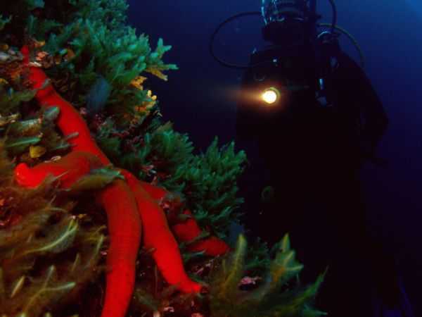 scuba-diving-at-night-starfish