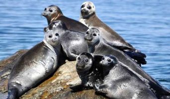 Зачем ехать на Ольхон