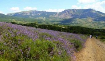 Экскурсия на Лавандовые поля Алушты