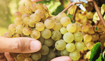 Праздник сбора винограда Ртвели в Грузии уже на носу