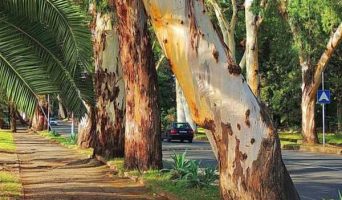 Эвкалиптовая аллея в Гаграх