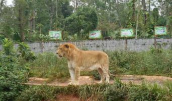 Удивительный Хайкоу за один день. Как побывать в жерле вулкана, увидеть лигра и тропические леса