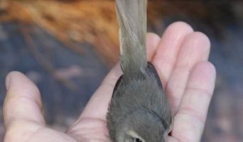 Бёрдвотчинг на Байкале