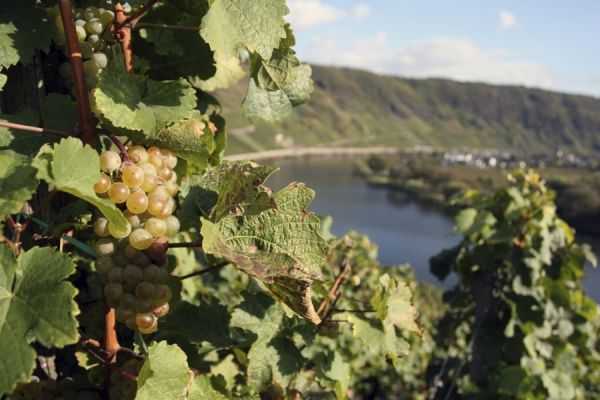vinogradnaja dolina mozel