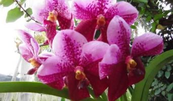 Сад мадам Нонг Нуч. День в тропическом раю!