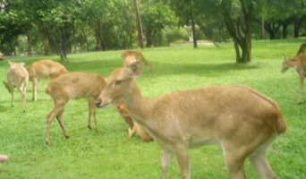 Накормить тапиров, бинтуронгов, жирафов — как исполнить все свои детские мечты!