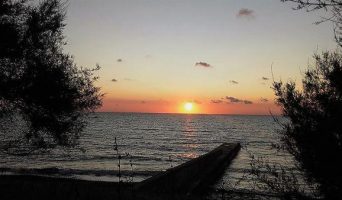 Поселок Песчаное под соснами в Крыму. Отзыв об отдыхе