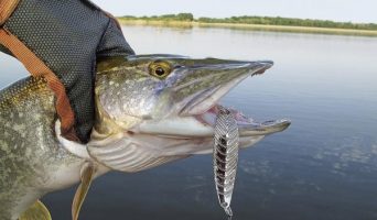 Ловля щуки в Астраханской области