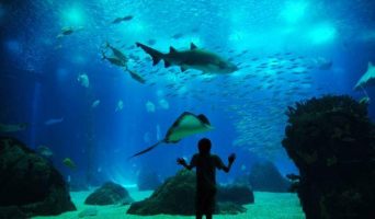 Океанариум в Лиссабоне — увлекательное путешествие в морской мир