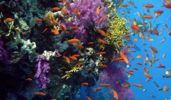 Дайвинг в Египте. Рекомендую посетить Рас Мохаммед