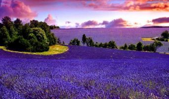 Лавандовые поля Прованса. Удивительный уголок мира