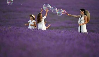 Лавандовые поля Крыма. Крымский Прованс