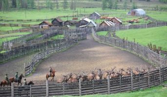 Пантовые ванны на Алтае. Где найти маральники на Алтае