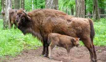 Приокско-Террасный заповедник