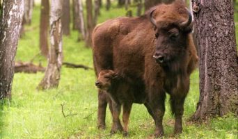 Приокско-Террасный заповедник. Экскурсия с детьми