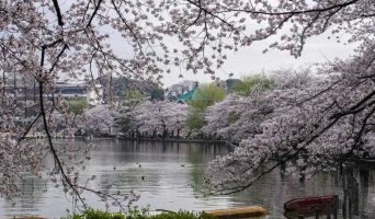 20 непривычных для нас особенностей жизни Японии