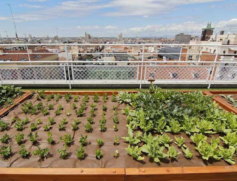 Огород устраивают даже на крышах домов