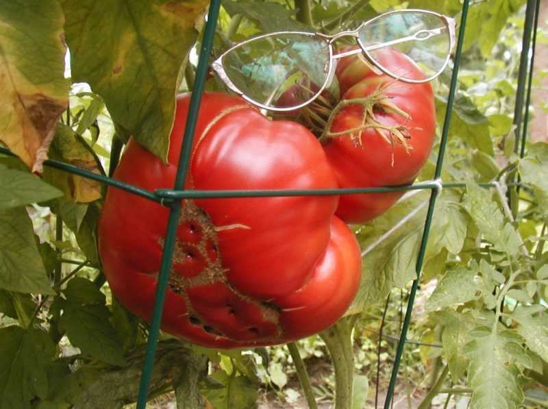 Вот такие помидоры выросли