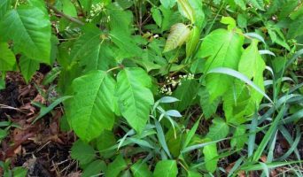 Очерки дипломата. Пять лет в Америке. Август 2003.  О каверзах американских растений