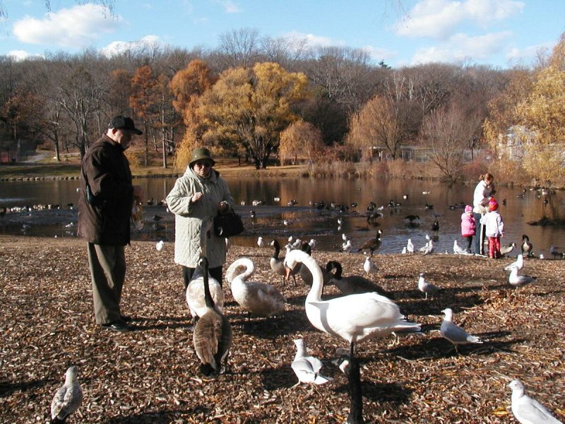 Кормление птиц в парке