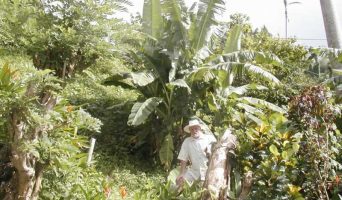 Очерки дипломата. Пять лет в Америке. Январь 2005. Круиз по островам Карибского бассейна. Доминика