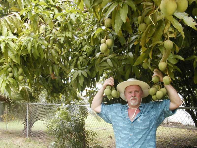 Плоды мангового дерева на Барбадосе
