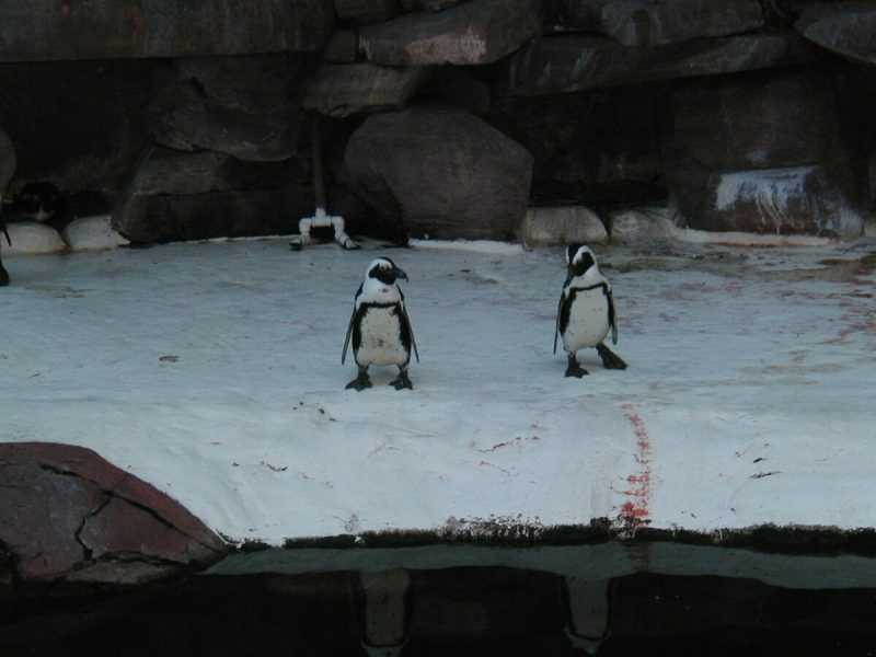 Даже пингвины наблюдают за посетителями казино