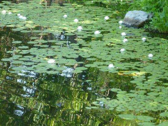 Лилии на озере в Arrow Park