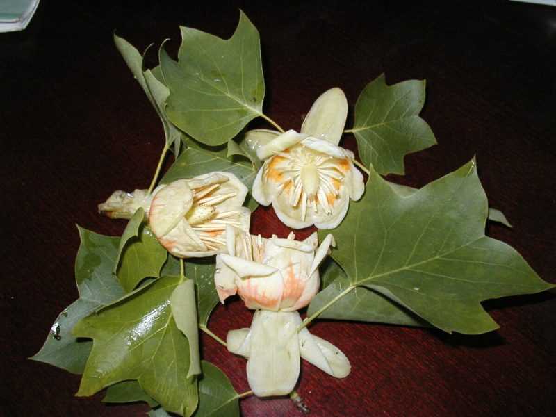 Цветы тюльпанового дерева