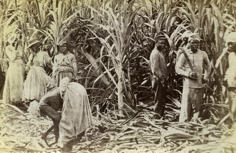 Плантация сахарного тростника, Ямайка, 1891 г. Условия труда в конце XIX века мало изменились по сравнению с XVII столетием