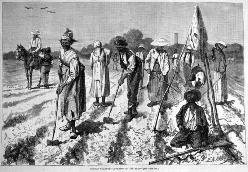 Рабы на уборке хлопка (Юг США, 1850 год)