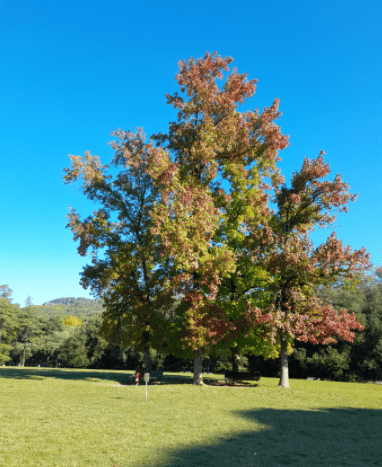 A picture containing tree, sky, outdoor, grass Description automatically generated