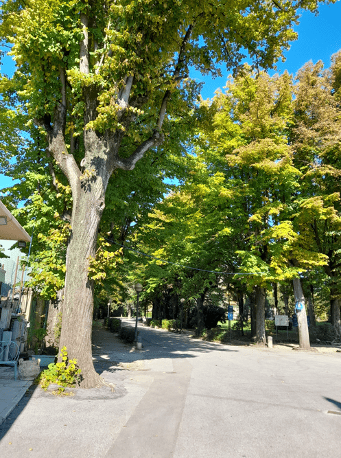 A street with trees on the side Description automatically generated with low confidence