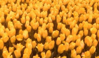 Фужеры на ножках. Тюльпанная феерия в апрельском Стамбуле. Это скоро!