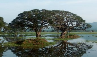 Сафари на Шри-Ланке. Незабываемые 6 часов в государственном парке Яла