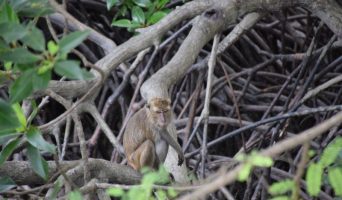 Восточный Тимор и его макаки – гурманы