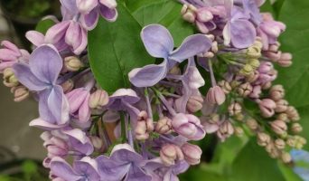 Ботанический сад Санкт-Петербурга или очередь среди пальм