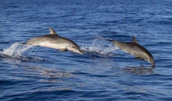 Дельфины у побережья Пицунды. Насколько реально увидеть