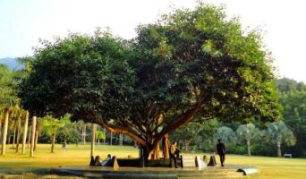 Fairy Lake Botanical Garden и Шэньчжэнь. Китай